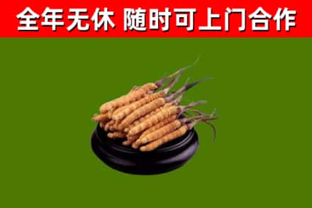 高港回收冬虫夏草
